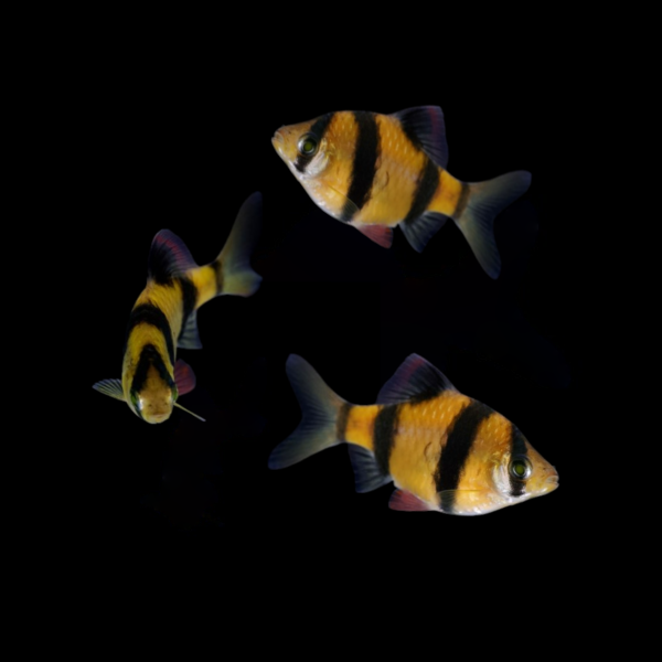 GloFish® Tiger Barb Sunburst Orange
