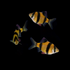 GloFish® Tiger Barb Sunburst Orange