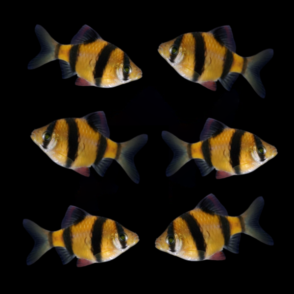 GloFish® Tiger Barb Sunburst Orange 6pk