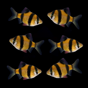 GloFish® Tiger Barb Sunburst Orange 6pk