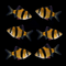 GloFish® Tiger Barb Sunburst Orange 6pk