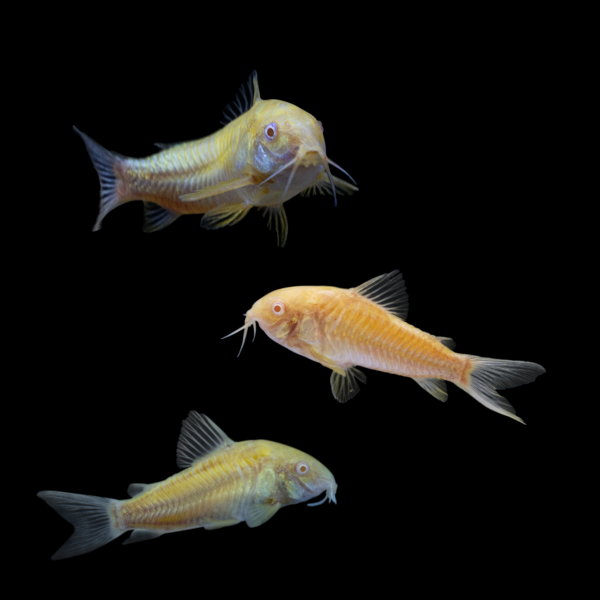GloFish® Corydoras Single Color Set (3ct) Orange