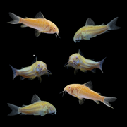 GloFish® Corydoras Single Color Set Sunburst Orange