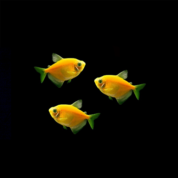 GloFish® White Skirt Tetras