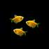 GloFish® White Skirt Tetras