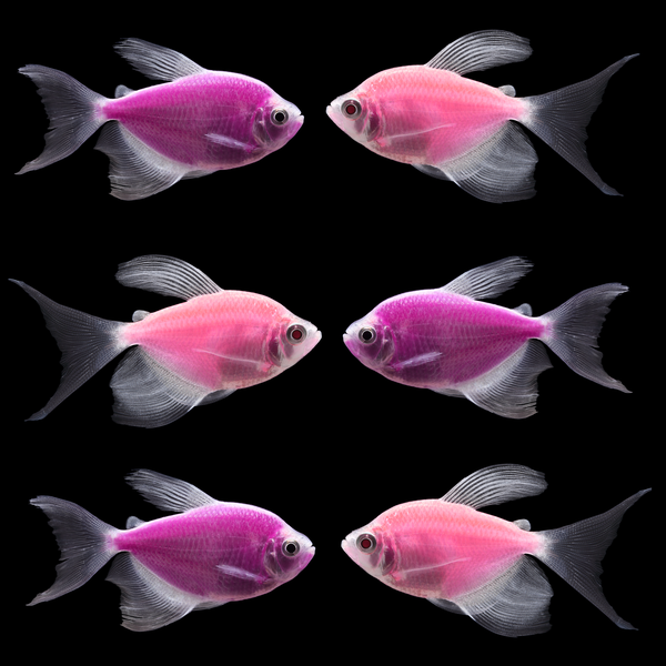 GloFish® Long-Fin Skirt Tetra Orchid Set 