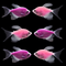 GloFish® Long-Fin Skirt Tetra Orchid Set 