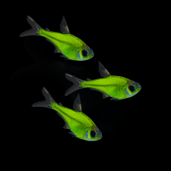 Electric Green GloFish® Pristella Tetra Add-on 3pk