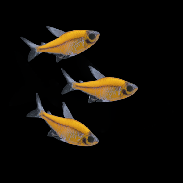 Sunburst Orange GloFish® Pristella Tetra Add-on 3pk