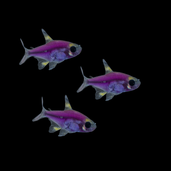 Galactic Purple GloFish® Pristella Tetra Add-on 3pk