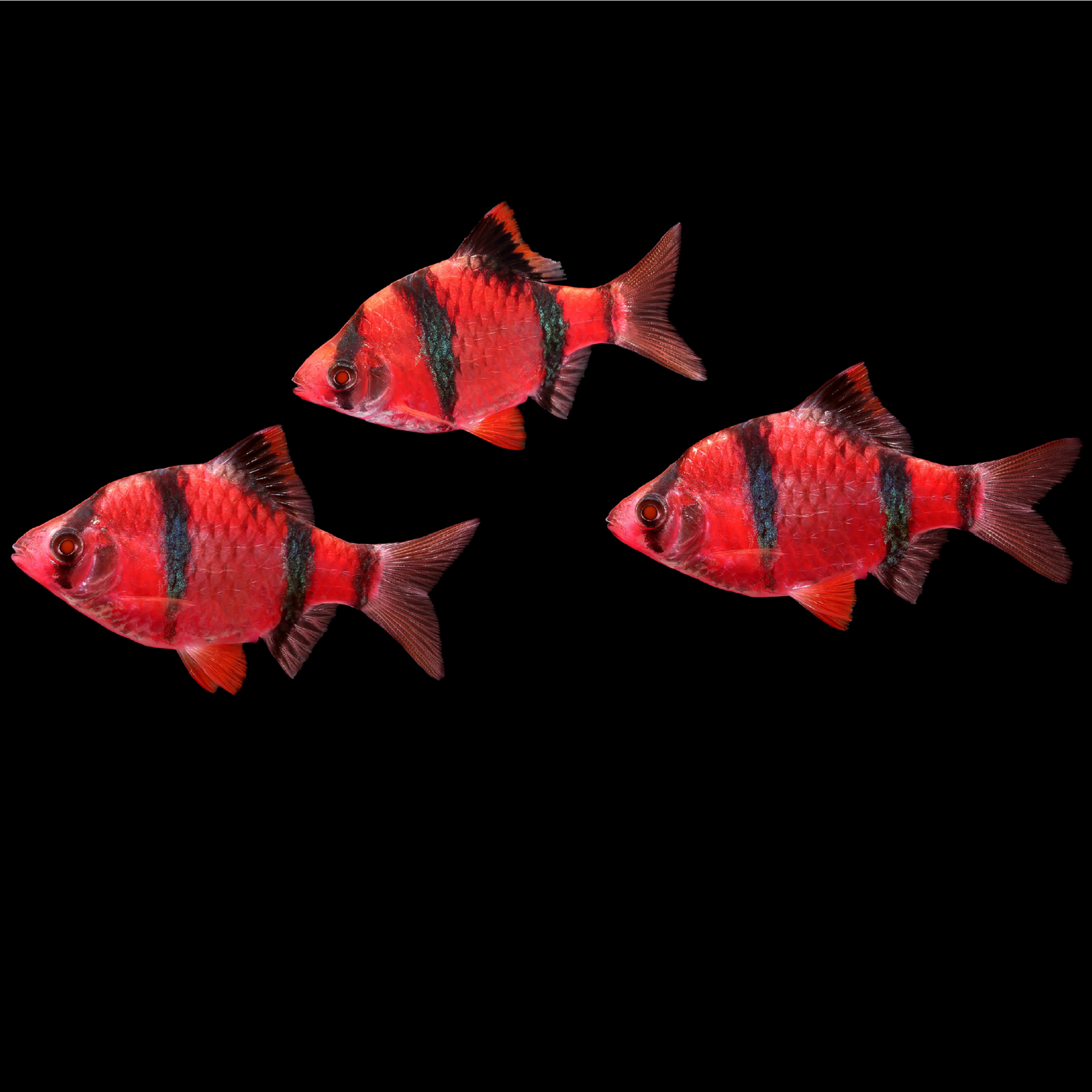 GloFish® Tiger Barb Starfire Red