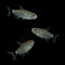 Red-eye Tetra 3pk