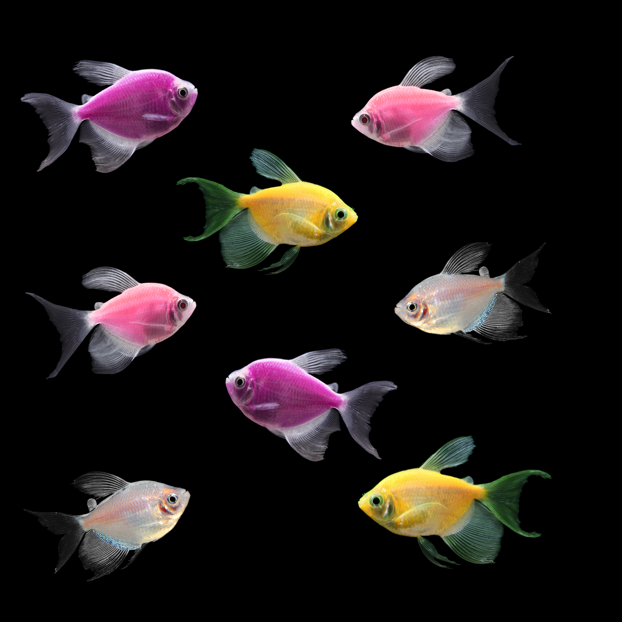GloFish® Spring Collection