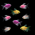 GloFish® Spring Collection