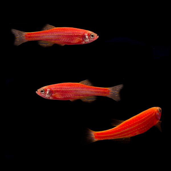 Starfire Red GloFish® Zebra Danio 3pk