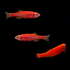 Starfire Red GloFish® Zebra Danio 3pk