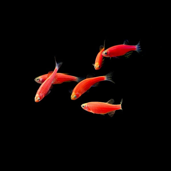 Starfire Red GloFish® Zebra Danio 6pk