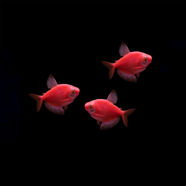GloFish® White Skirt Tetras