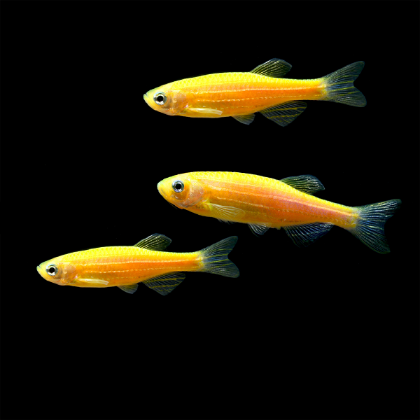 Sunburst Orange GloFish® Zebra Danio  3pk