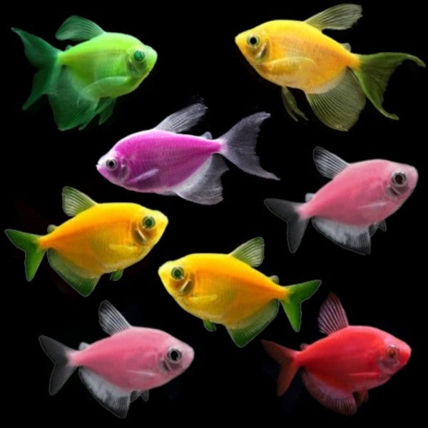 Tetra Deluxe Collection