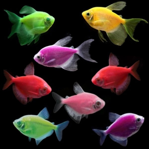 Tetra Deluxe Collection