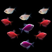 GloFish® Valentine's Deluxe Collection 9 ct (gymnocorymbus ternetzi)