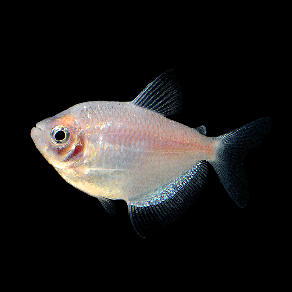 Starlight White Tetra