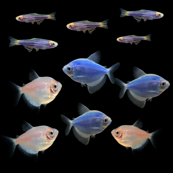 GloFish® Winter Collection (11 ct)