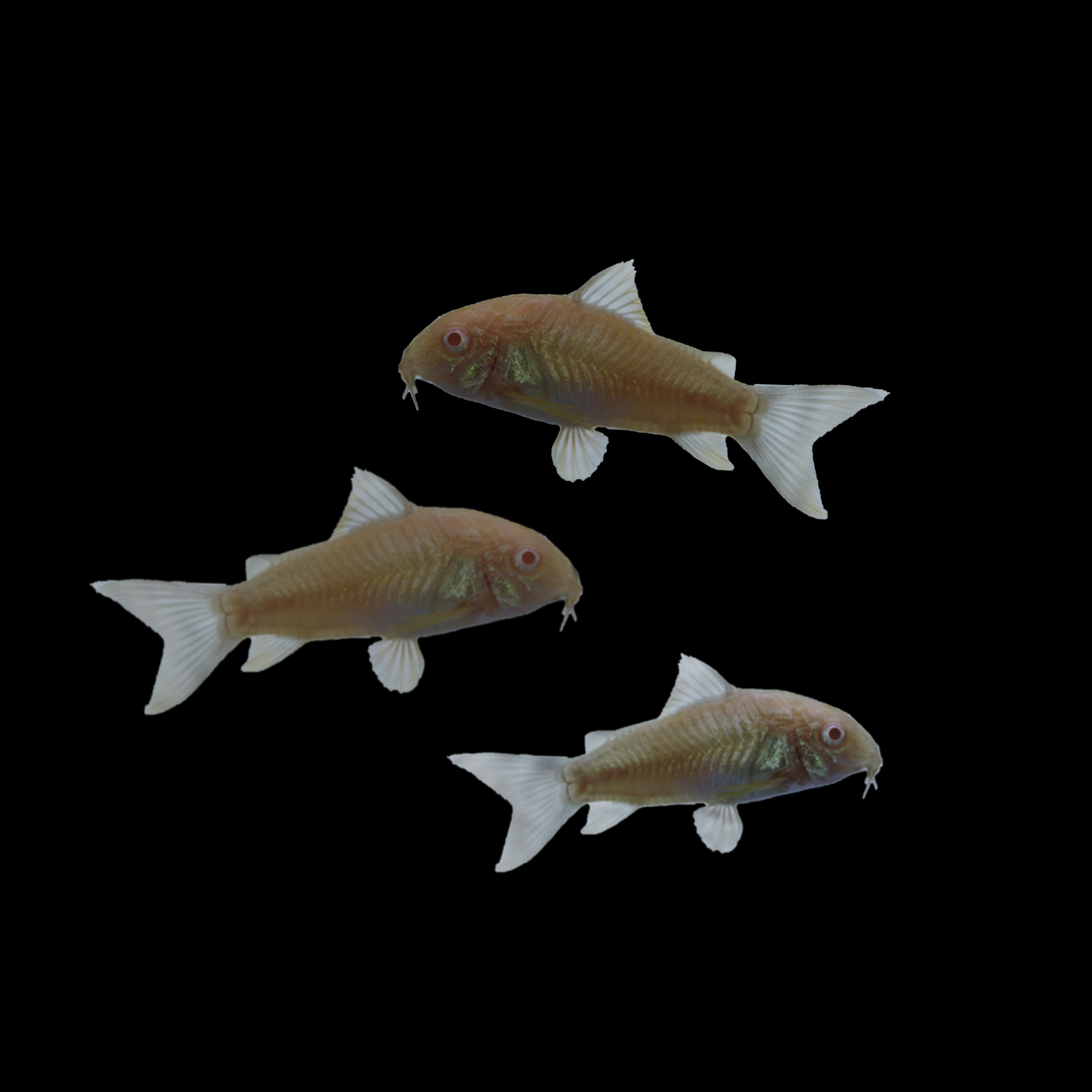 Albino Corydoras Catfish 3 count