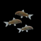 Albino Corydoras Catfish 3 count