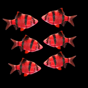 GloFish® Tiger Barb Starfire Red 6pk