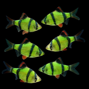 GloFish® Tiger Barb Electric Green 6pk