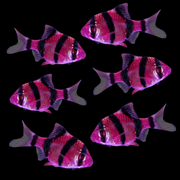 GloFish® Tiger Barb Galactic Purple 6pk